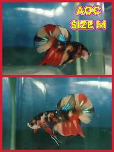 (Same as photo) AOC Betta Fish Size M Ikan Laga Show Gred
