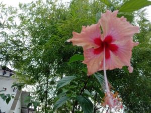 Hibiscus  Plant / cuttings