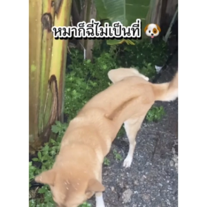 Cat out*  สมุนไพรไล่แมว ปรับพฤติกรรมแมวไม่ให้ฉี่ซ้ำที่เดิม ปลอดภัยต่อสัตว์ ป้องกันแมวขับถ่าย ป้องกันแมวฉี่ ป้องกันแมวข่่วนโซฟา