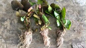 Hoa súng mỹ màu hồng 1 bụi lớn nhiều thân 25k