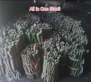 Paket Unlimited (30 pcs) Telo Papua / Singkong Papua Berkualitas Tinggi dan Mudah di tanam