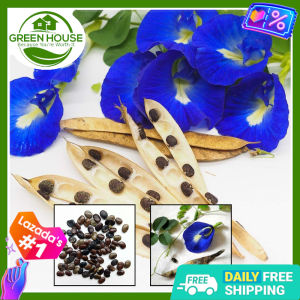 Green House® - Clitoria Ternatea Butterfly Pea Blue Flower Seeds for Planting Herbal Plants (10 Seed) incl. Manual
