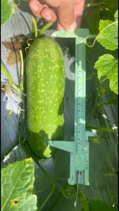 hạt giống numberone WG 187 bí Đao lai F1  gói 2gr trái dài 17 20cm