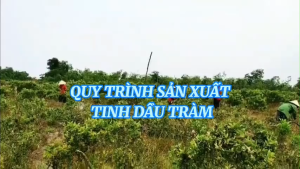 Tinh dầu Tràm Huế nguyên chất Hoa Nén - Chuẩn VietGAP - Chăm sóc sức khỏe mẹ và bé - 10ml