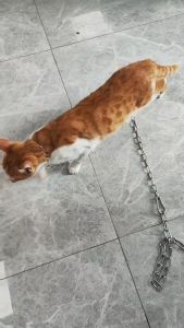 QQPET โซ่สแตนเลส 304 โซ่อเนกประสงค์ ยาว 2 เมตร เปลี่ยนฟรีเมื่อเชือกขาด รับประกันสามปี เชือกจุงหมา