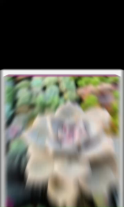 Sen đá Hồng mập size bầu 5-7 cm Cây già khỏe giá rẻ