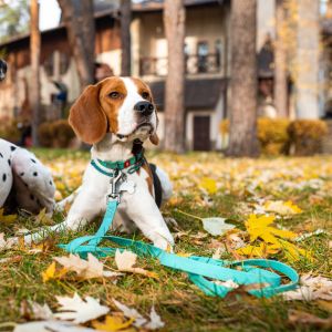 WAUDOG Waterproof Dog Leash | Durable Glow in the Dark | Odour-free Dirt-resistant Slip-resistant | Long Leash 1.22m to 1.83m