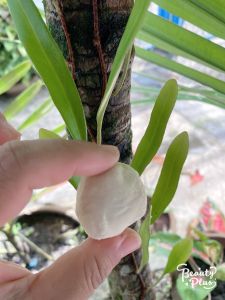 ลูกแป้ง (30ลูก)ลูกแป้งข้าวหมาก ลูกแป้งสาโท สาโท ลูกแป้งข้าวหมากป้าบุญ สูตรโบราณ นครศรีธรรมราช ลูกแป้งขาวหมาก