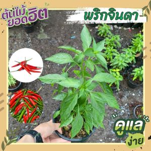 ต้นพริกจินดา ผักสวนครัว ต้นละ 45 บาท ผักสวนครัวปลูกง่าย ผักสวนครัวพร้อมปลูก ติดเม็ดแล้ว..