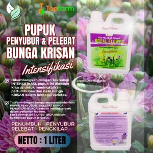 Pupuk Bunga Krisan Agar Berbunga / Pupuk Untuk Bunga Krisan / Pupuk Penyubur Bunga Krisan / Pupuk Tanaman Bunga Krisan / Pupuk Bunga Krisan