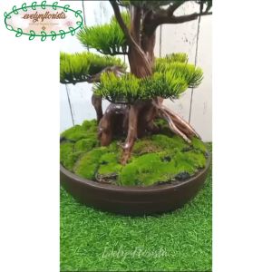 Pohon Hias Tanaman Artificial Bonsai Lohansung Latex Pot Semen Oval Dekorasi Ruang Tamu