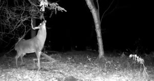 R12 Infrared Binoculars Night Vision Device 1080P HD 5X Digital Zoom Hunting Telescope Outdoor Day Night Dual Use 300m