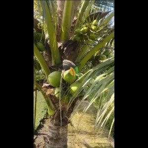 BIBIT KELAPA PANDAN WANGI GENJAH ORI SUPER - CKK