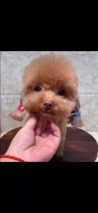 【Local Shop】Pet Grooming Scissors Kit Curved Pet Grooming Shears for Dogs Cats Barber Cutting Tools Kit Sharp and Durable with Freebie Bag