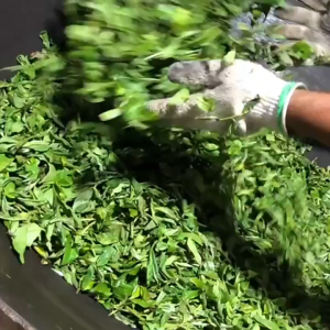 Trà Phổ nhĩ chín cổ thụ Cảnh Mại Sơn bánh 357g nguyên liệu 2024 hàng sấy thủ công chất lượng cao