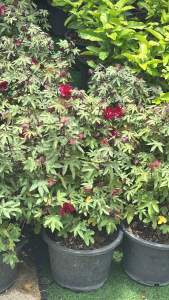 #ต้นฝ้ายแดง #ไม้หายาก  จัดเป็นไม้ที่หายากแต่มีความสวยสดงดงามแปลกตาทั้งยังเป็นยา ส่วนที่ใช้ : เปลือกราก ใบ สรรพคุณ : เปลือกราก - บดเป็นผง ชงน้ำเดือดดื่มช่วยขับปัสสาวะ บีบมดลูก ช่วยขับน้ำคาวปลา ใบ - ปรุงเป็นยารับประทานแก้ไข้ ขับเหงื่อ จำพวกยาเขียว และเป็นยา