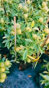 Cây giống Tắc Cẩm Thạch cây đang hoa và cho trái cây khỏe dễ trồng có thể trồng chậu rất sai trái.