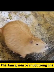 Hộp Gel Đuổi Chuột An Toàn Cho Bà Bầu Và Trẻ Em.