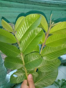 daun jamu biji muda untuk obat herbalalami yang berkhasiat lebih detil lihat di google 400 gram 10000