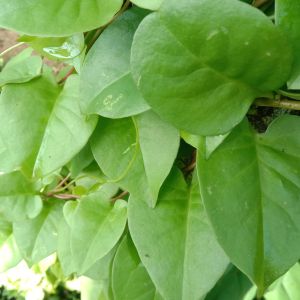 daun Binahong hijau segar 50gr daun fresh order baru petik