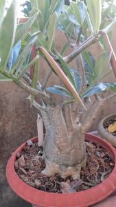 Benih Bunga Kemboja "Thai Soco"/"Thai Soco" Adenium seed/"Thai Soco" 种富贵花种子