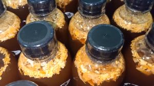 เชื้อเห็ดระโงกเหลือง 1 ขวด ขนาด 500 ml. มีของแถมทุกออเดอร์