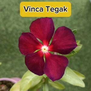 Pokok Vinca Tegak Kemunting Cina Tapak Dara Pokok Bunga Outdoor Plant Live Plant SHS Kebun