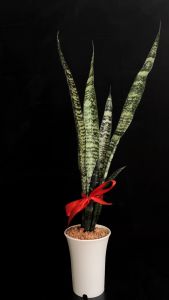 LAMOLEK FENGSHUI SANSEVIERIA TRIFASCIATA/ BLACK CORAL/ SNAKE PLANT-INDOOR LIVE PLANT/ AIR PURIFYING PLANT-BIG SIZE INDOOR PLANT HEIGHT MORE THAN 63CM
