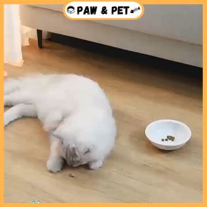 Pet Automatic Feeder Drinking Water Dispenser Bowl Large Capacity Water Fountain Cat Dogs Bekas Makanan Kucing