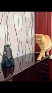 MONKEY KING Sports Zipper Pocket Hoodie Children Babae Jacket Kids Babae Outerwear Girls Hooded Coat #QGA001