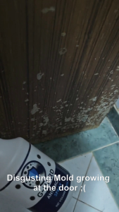 Mold tough Stain and Fungus Spray Removal Guards – 300ML 霉菌 真菌 Kulatசெம்மல் பூஞ்சை