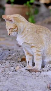 LUMIPET: Obat Diare & Mencret Aman Untuk Kucing & Anjing