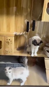 READY STOCK | Smartpets Premium Wood Tempered Glass Cat Villa Cat House Wooden Cat Cage Sangkar Kucing Kayu Pet 猫咪别墅猫屋猫笼