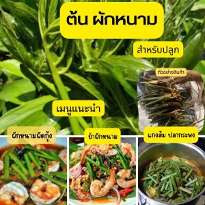 ต้น ผักหนาม สำหรับปลูก 10ต้น80บาท พืชชอบความชื้น พันธุ์ผักหนาม