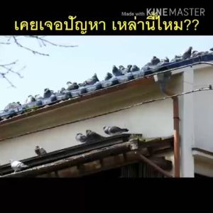 🐦10 ปีไม่มีนก🐦EM ไล่นก สเปรย์ไล่นก ไล่นกพิราบถาวร ที่ไล่นกพิลาบ 500ml ส่วนผสมของพืช ไร้สารเคมีปลอดภัย กลิ่นอันน่ารังเกียจสำหรับนก ไม่อันตรายต่อคน อุปกรณ์ไล่นก ที่ไล่นก ยาไล่นก ยาไล่นกพิราบ น้ำยาไล่นก ที่ไล่นกพิราบ น้ำยาไล่นกพิราบ