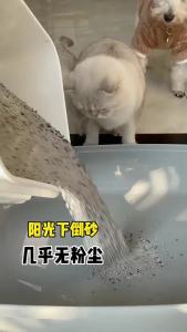 จัดส่งฟรี ทรายแมว 40 น้ำหนัก 10 ขายส่งทรายแมวเบนโทไนต์ลาเวนเดอร์ลดกลิ่น ต่ำฝุ่น จัดส่งฟรี