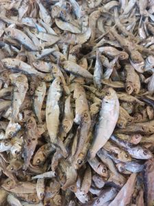 🌟  ปลาหลังเขียวเล็กแห้ง 🌟 แคลเซียมสูง มีโปรตีน ขนาดเล็ก ไม่เค็ม สะอาด (น้ำหนัก 1 กิโลกรัม ราคา 110 บาท)