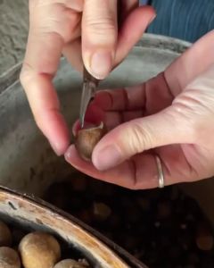 🔪🔖 มีดคว้านลำไย ที่คุณคว้านลำไย ถูกเพิ่มเฉพาะเจาะการติดต่อกับการติดต่อเม็ดล์ ลิ้นจี่ หรือสินค้าที่เป็นเม็ด