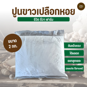 ปูนขาวเปลือกหอย ขนาด 2 กิโลกรัม ต้นแข็งแรง ได้ผลดก ออกลูกเยอะ