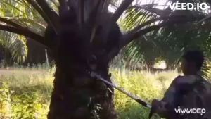 อุปกรณ์แทงทะลายปาล์มน้ำมัน หัวเกียร์ตัดทลายปาล์ม พร้อมเครื่องยนต์และหัวเปลี่ยนทั้งเสียม เคียว ใบเลื่อย ทนทาน มีอนุสิทธิบัตร