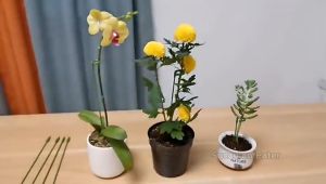 Plant Support Stick Penyangkut Tumbuhan Bunga Holder Flower Stand Orchid 花支架棍