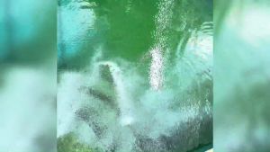 Túi 1 Kg Chlorine Nippon Nhật - Clo 70% Xử Lý Nước Làm Trong Nước Chiết Lẻ Từ Thùng