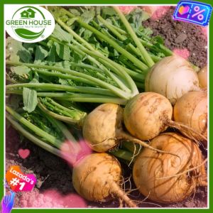 Green House® - Turnip Singkamas Seeds for Planting Vegetables Plant (10 Seed) Jicama incl. Planting Instruction