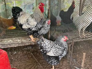 ไข่เชื้อไก่ซิลเวอร์วายดอท Silver Wyandotte Chicken for fertile egg ฟองละ 100 บาท ซื้อ10 ฟอง แถมฟรีเพิ่มอีก 2 ฟอง