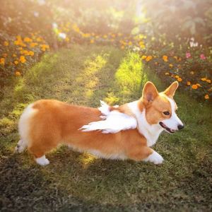 Dog Cat Clothes Handmade Feather Wings Angel Dress up Funny Funny 2024 New Arrival Corgi for Cats and Dogs