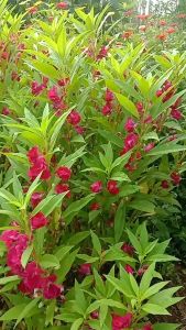 Twinsdaily | Benih Bunga Pacar Air Tumpuk Impatiens Balsamina Magenta