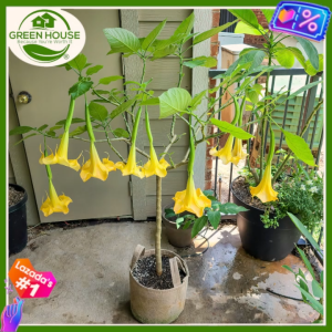 Green House® - Golden Trumpet Flower Seeds for Planting (12 Seed) incl. Instruction for yellow allamanda cathartica vine