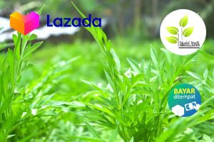 Daun kenikir segar 1kg atau daun ranamidang fresh petik langsung