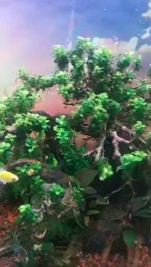 Ráy nana petite Thái full lá nước dễ trồng trang trí bonsai bể thủy sinh siêu đẹp