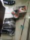 adindashopgarut